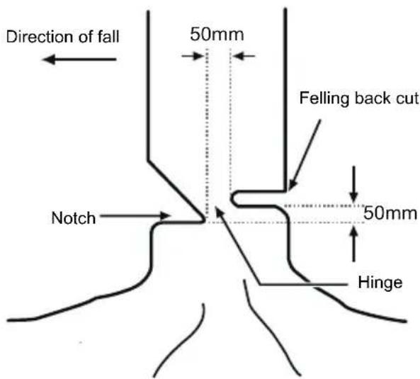 MCCULLOCH Li 40CS - FELLING A TREE - 1