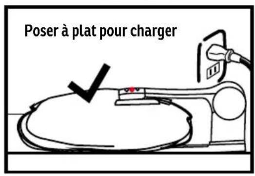 Sonnenkönig DAISY - Attention - 1