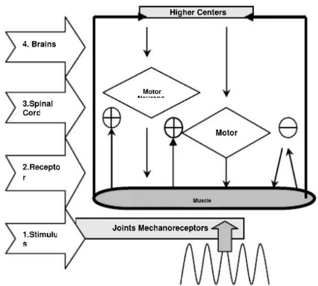 DKN XG5 - All you need to know WHOLE BODY VIBRATION: How it works - 1