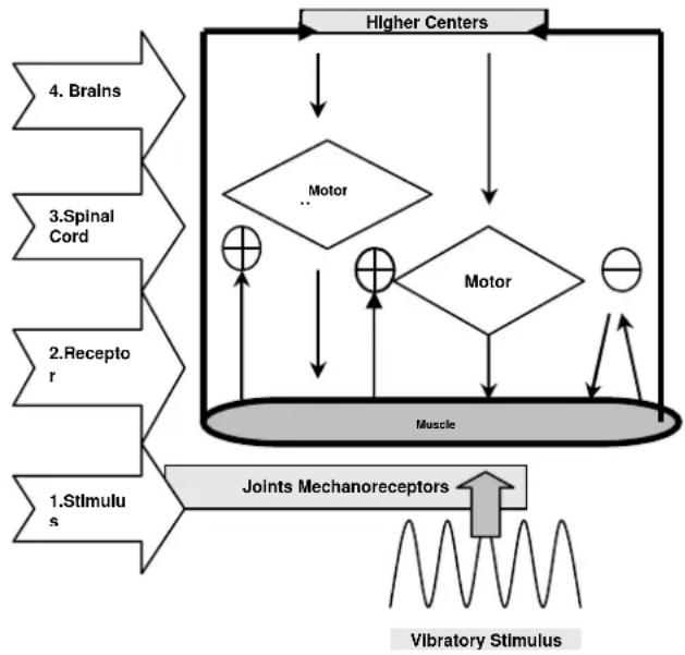 DKN XG5 - Tout ce que vous doivent sur le WBV (Whole Body Vibration) : fonctionnement des vibrations globales du corps - 1