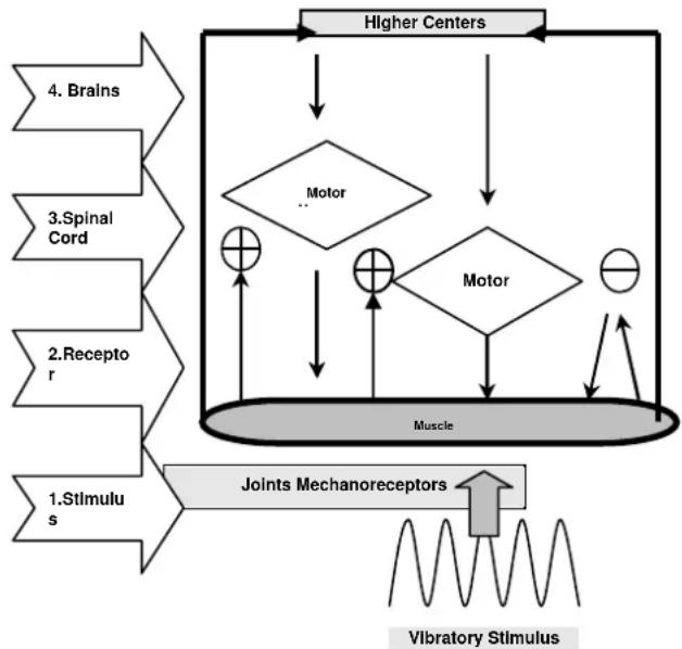 DKN XG5 - Todo lo que se necesita WHOLE BODY VIBRATION: Como funciona? - 1