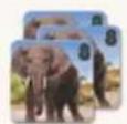 Jumbo Okavango - PHASE 3: TIERE VOM OKAVANGO IN DAS EIGENE RESERVAT BRINGEN - 11