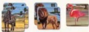Jumbo Okavango - PHASE 3: TAKING THE ANIMALS FROM THE OKAVANGO TO YOUR OWN RESERVE - 4