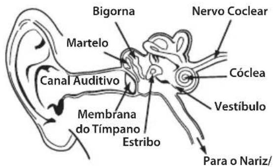 MONSTER Elements Wireless OverEar - Fisiologia do Ouvido e da Audição - 1