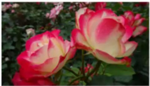 COREL Painter 2019 - Résolution et aspect à l'écran - 2