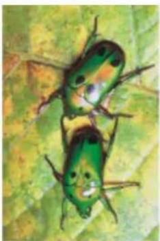 COREL Painter 2019 - Application de l'effet Pyrogravure - 1