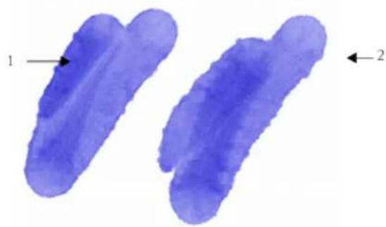 COREL Painter 2019 - Introduction aux cartes de flux - 2