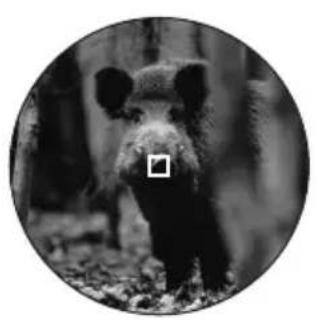 LEICA GEOVID 42 HDB - MODALITA SCAN - 2