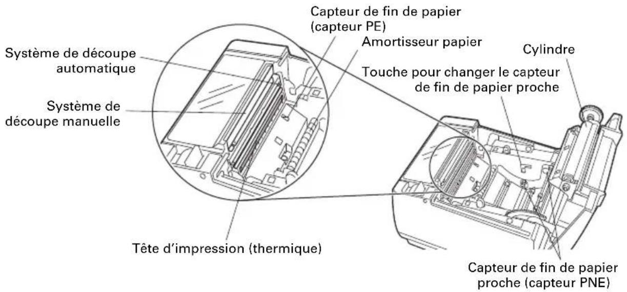 CITIZEN CTS801II - À l'intérieur du capot papier - 1