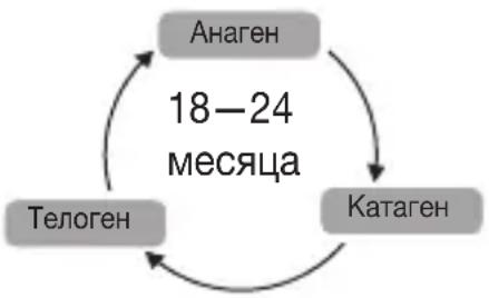 SANITAS IPL 80 - Как цикл роста волос влияет на световую эпиляцию? - 4