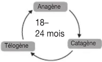 SANITAS IPL 80 - Comment la lumière élimine-t-elle les poils ? - 3