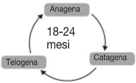 SANITAS IPL 80 - Come influisce il ciclo di crescita dei peli sull'epilazione basata sulla luce? - 4
