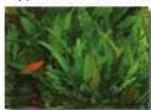 Aquatic Nature Evolution 1 - Fertilisation = plantes saines - 1