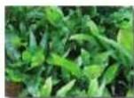 Aquatic Nature Evolution 1 - Fertilisation = plantes saines - 3