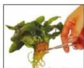 Aquatic Nature Evolution 1 - Eau - 5