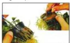 Aquatic Nature Evolution 1 - Eau - 3