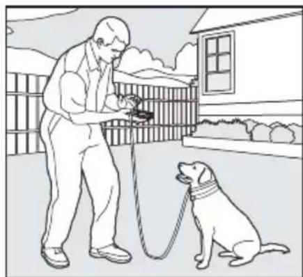 SportDOG SportTrainer 500 - Obéissance de base - 3