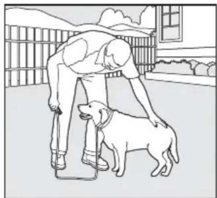 SportDOG SportTrainer 500 - Obéissance de base - 2