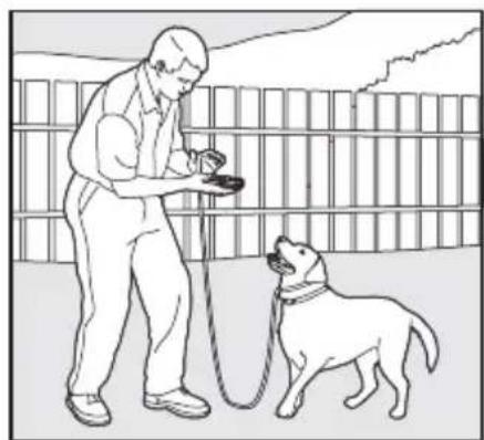 SportDOG SportTrainer 500 - L'ordre « Au pied » - 3