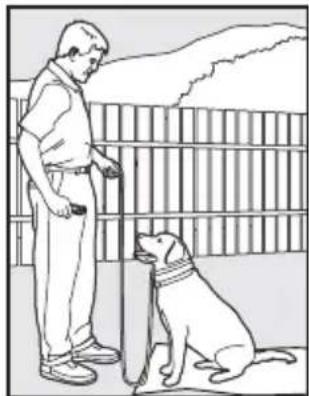 SportDOG SportTrainer 500 - L'ordre « Reste » - 1