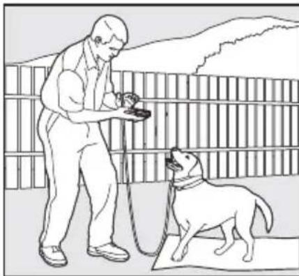 SportDOG SportTrainer 500 - L'ordre « Reste » - 3