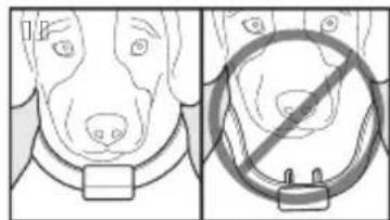 SportDOG SportTrainer 500 - Ajustement du collier récepteur - 2