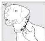 SportDOG TEK 1.0 - POUR QUE LE COLLIER SOIT BIEN AJUSTÉ, VEUILLEZ SUIVRE LES ÉTAPES CI-DESSOUS! - 2