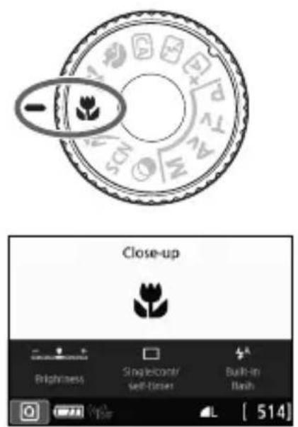 CANON EOS Rebel T7i - Shooting Close-ups - 1