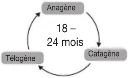 BEURER PureSkinPro - Fonctionnement de la technologie IPL - 3