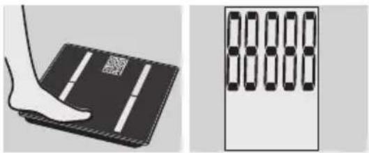 EXACTA GBF 9200 - Kropsanalyse - 1