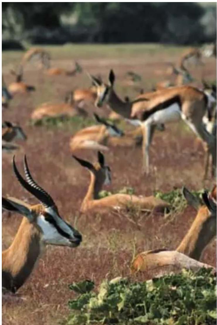 Steiner Safari UltraSharp 10x26 - porteurs delunettes - 2