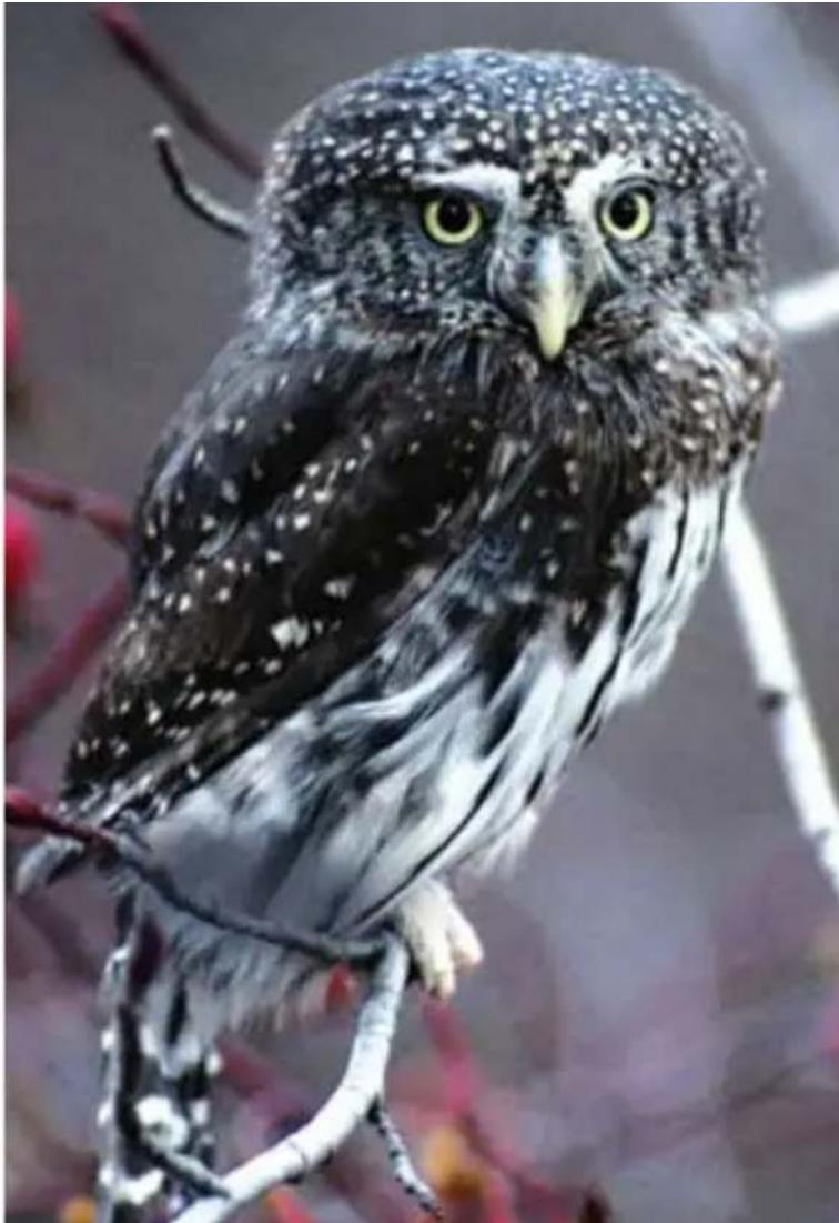 Steiner Safari UltraSharp 10x26 - nettoyage - 1