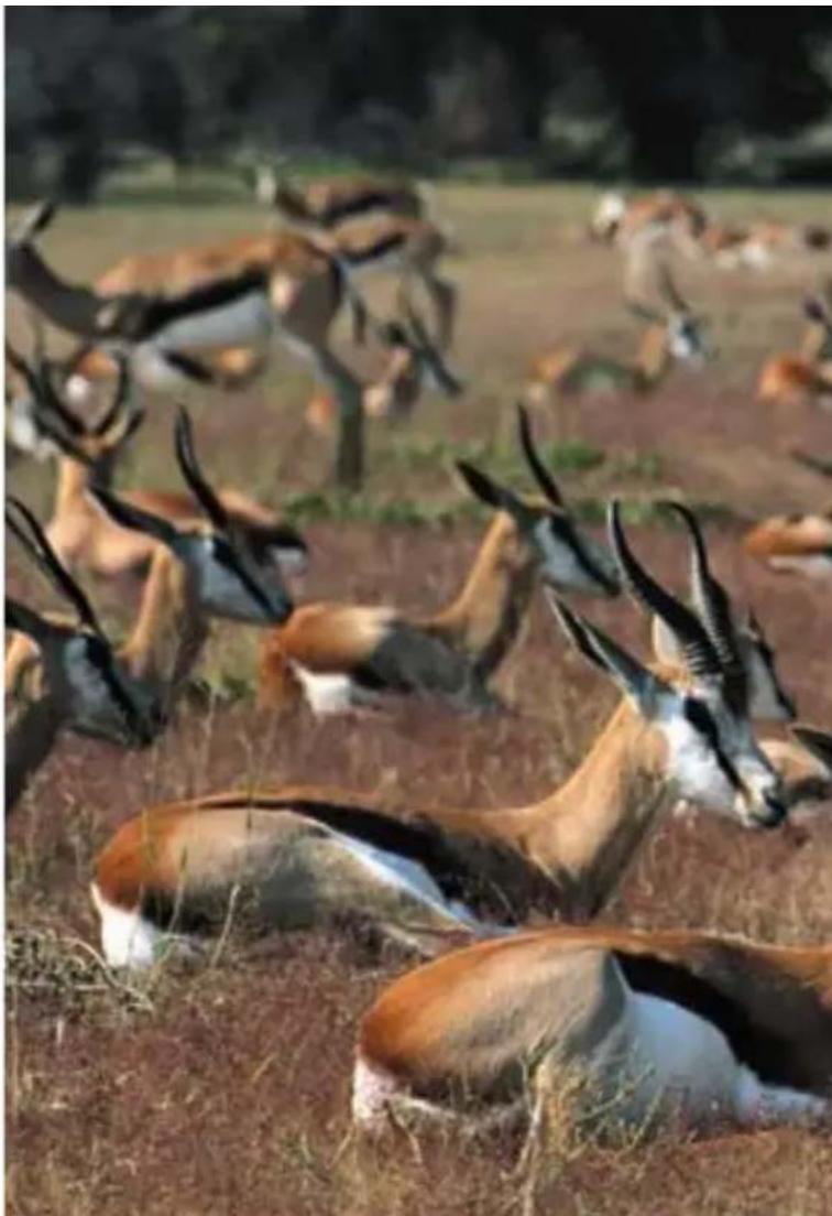 Steiner Safari UltraSharp 10x26 - porteurs delunettes - 1