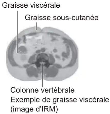 OMRON VIVA - Graisse viscérale = graisse entourant les organes internes - 1