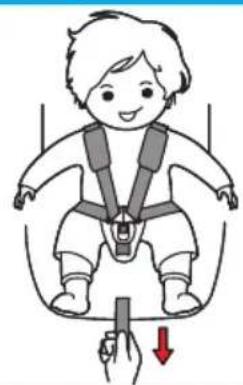 Baninni Vega - Step 4 Adjusting the seat belts - 2