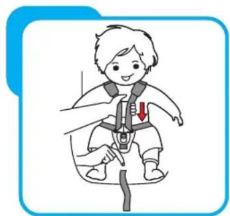 Baninni Vega - Schritt 4 Einstellen der Sicherheitsgurte - 1