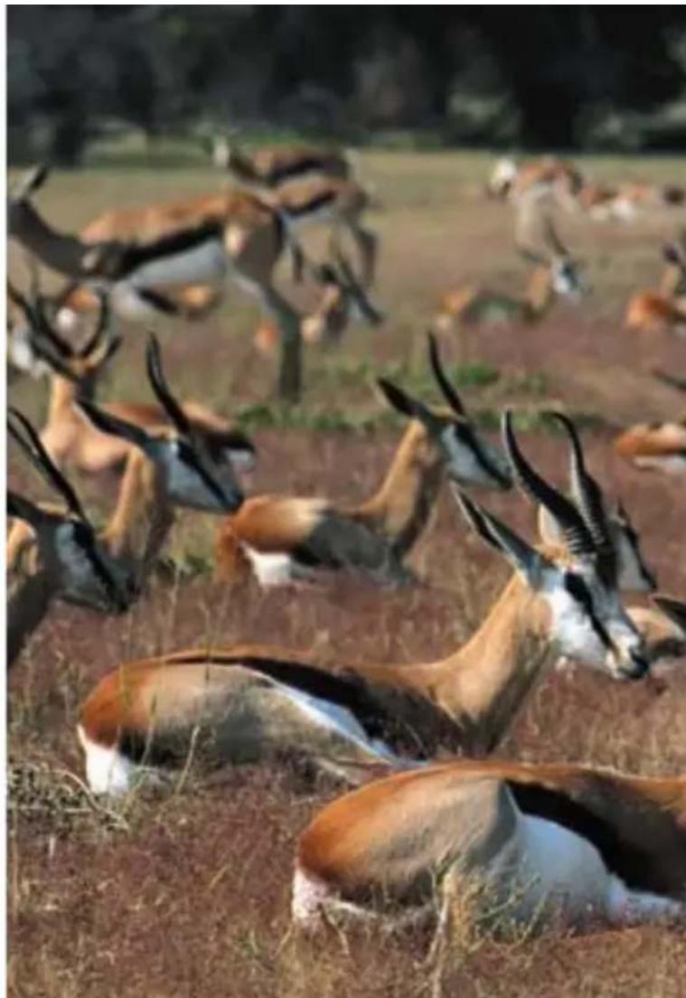 Steiner Champ 8x22 - porteurs de lunettes - 1