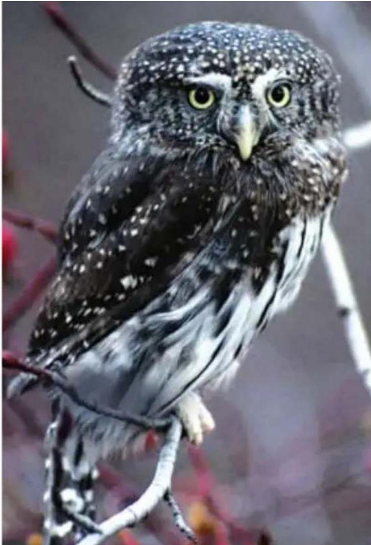 Steiner Navigator Pro 7x30 - Cleaning - 1