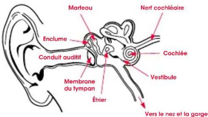 BEATS Pro O - Physiologie de l'oreille - 1