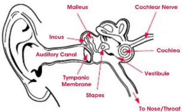 BEATS Pro O - Physiology of the Ear - 1