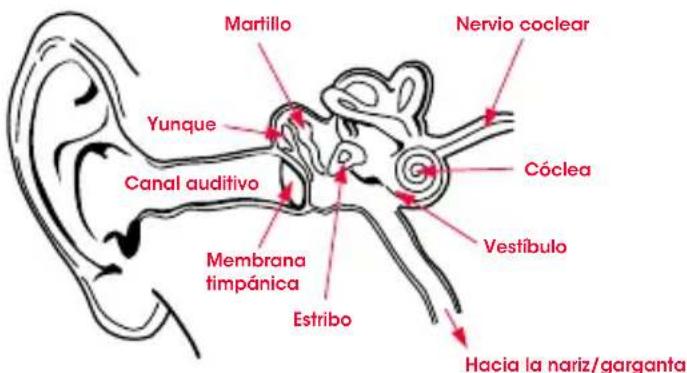 BEATS Pro O - Fisiología del oído - 1