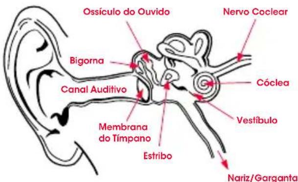 BEATS Pro O - Fisiologia do Ouvido - 1