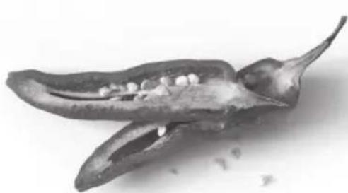 CROCK POT Express CSC051X - STEAMING CHART - 1