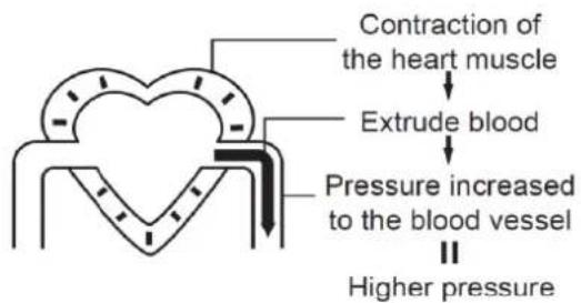 Contraction of the heart muscle Extrude blood Pressure increased to the blood vessel Higher pressure