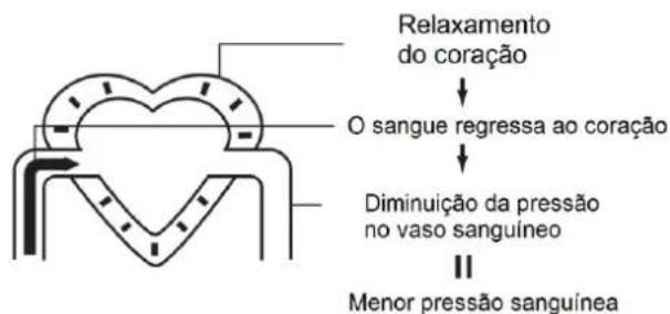Orbegozo TES 4650 - A circulação sanguínea - 2
