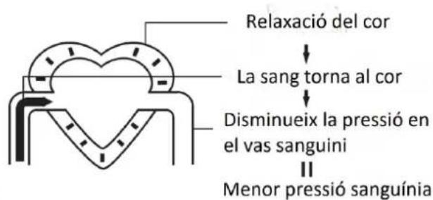 Orbegozo TES 4650 - La circulació sanguínia - 2