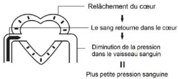 Orbegozo TES 4650 - La circulation sanguine - 2