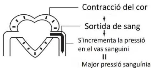 Orbegozo TES 4650 - La circulació sanguínia - 1