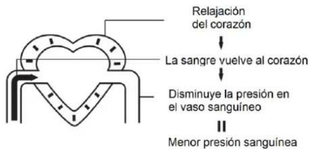 Orbegozo TES 4650 - La circulación sanguínea - 2