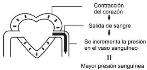 Orbegozo TES 4650 - La circulación sanguínea - 1